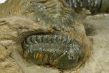 Cluster of Five Crotalocephalina & Reedops - Atchana, Morocco #372408-7
